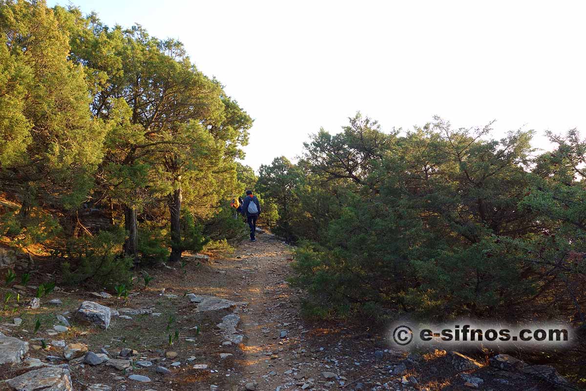 Trail with junipers in Natura area
