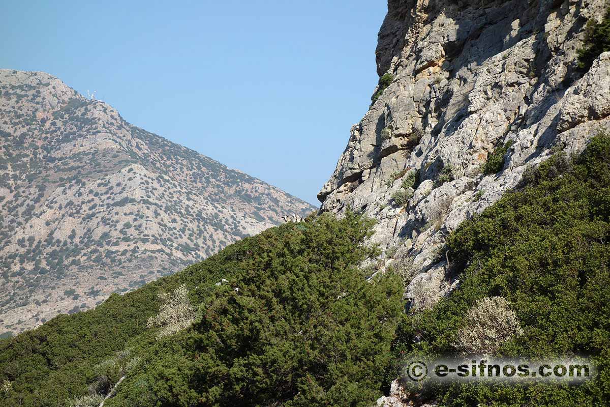 Landscape with junipers and lentisk trees in Sifnos