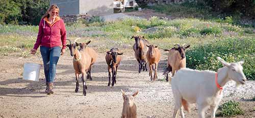 Unique activities in Sifnos