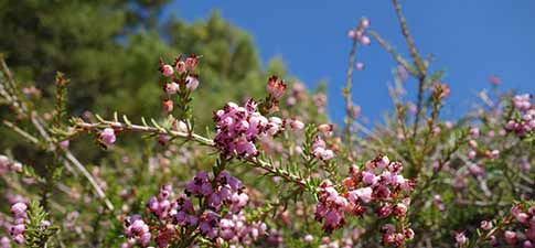 Nature in Sifnos